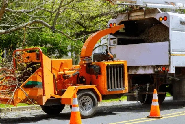 tree removal hampden