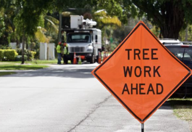tree removal Wilbraham ma