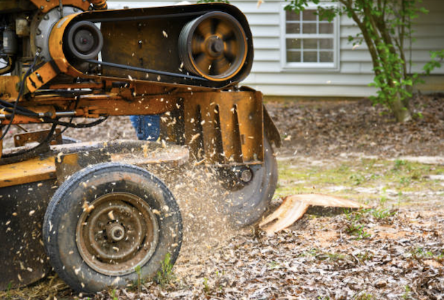 stump grinding hampden ma
