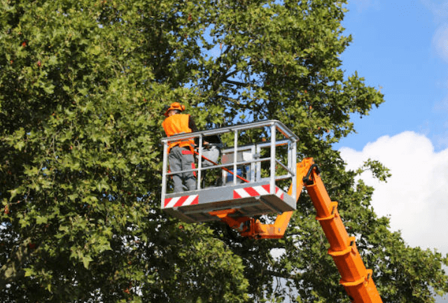 tree trimming Wilbraham ma