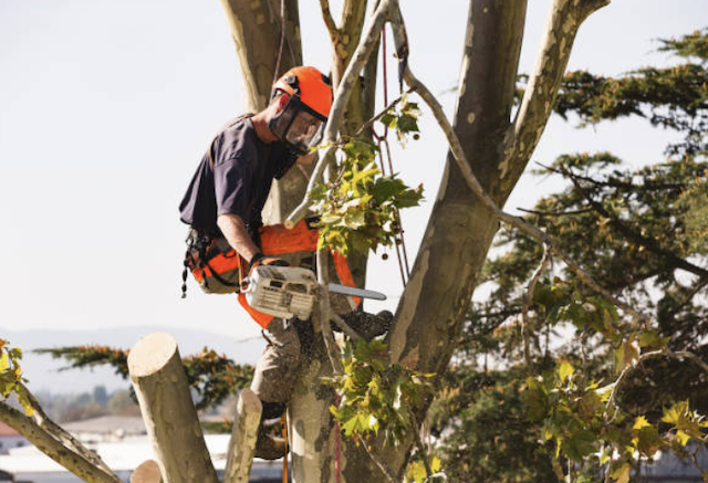 tree removal hampden