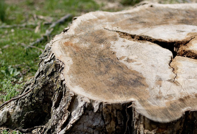 stump grinding Wilbraham ma